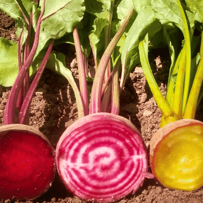 Gourmet Blend Beet – 50 Seeds