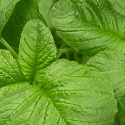 Green Callaloo Amaranth – 100 Seeds