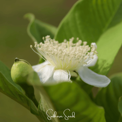 Guava – 25 Seeds