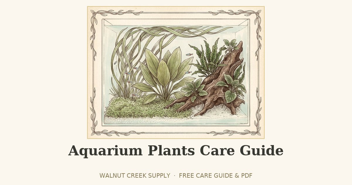 Aquarium Plants Care Guide illustration by Walnut Creek Supply