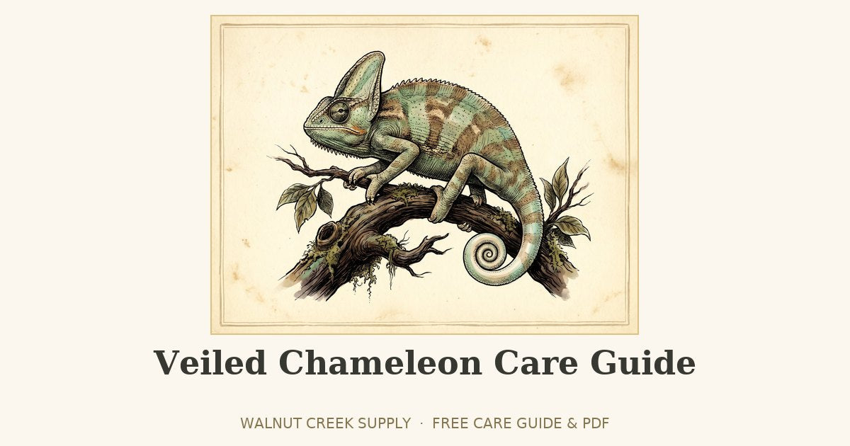 Veiled Chameleon Care Guide illustration by Walnut Creek Supply