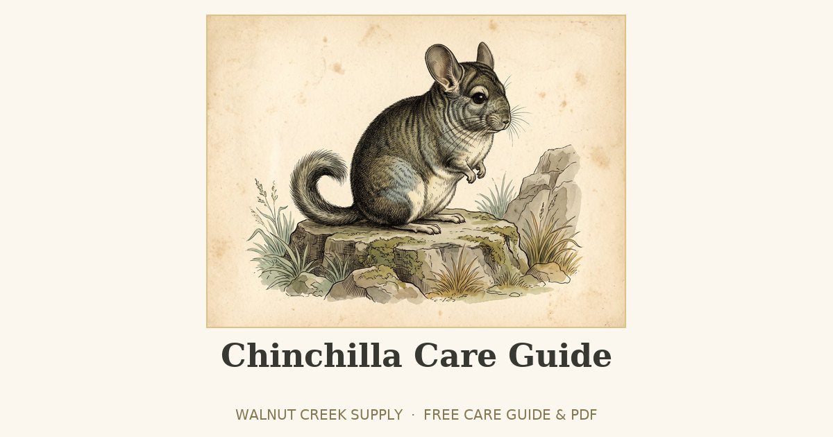 Chinchilla Care Guide illustration by Walnut Creek Supply