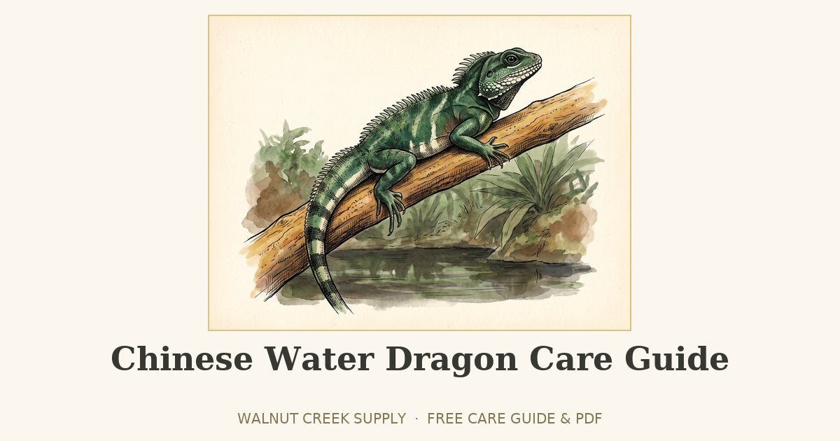 Chinese Water Dragon Care Guide illustration by Walnut Creek Supply