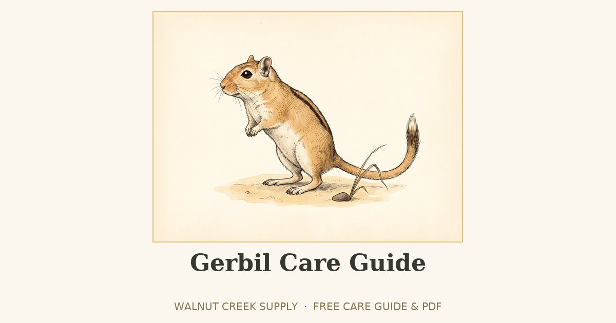 Gerbil Care Guide illustration by Walnut Creek Supply