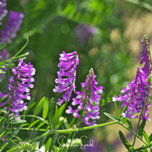 Hairy Vetch Seeds – Cover Crop, Nitrogen Fixing, Purple Flowers, Vicia villosa, Organic, Heirloom, Annual Soil Enrichment