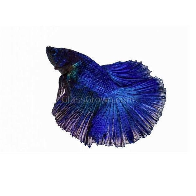 Male Halfmoon Betta