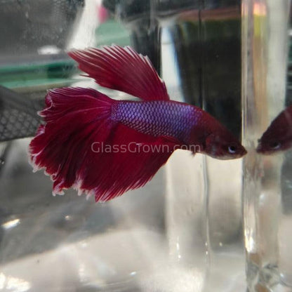 Male Halfmoon Betta