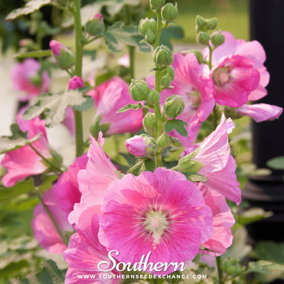 Pink Hollyhock – 25 Seeds