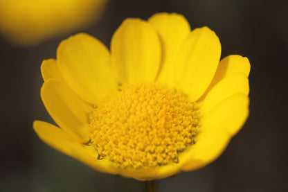 250 YELLOW DAISY Chrysanthemum Multicaule Mini Marguerite Flower Seeds