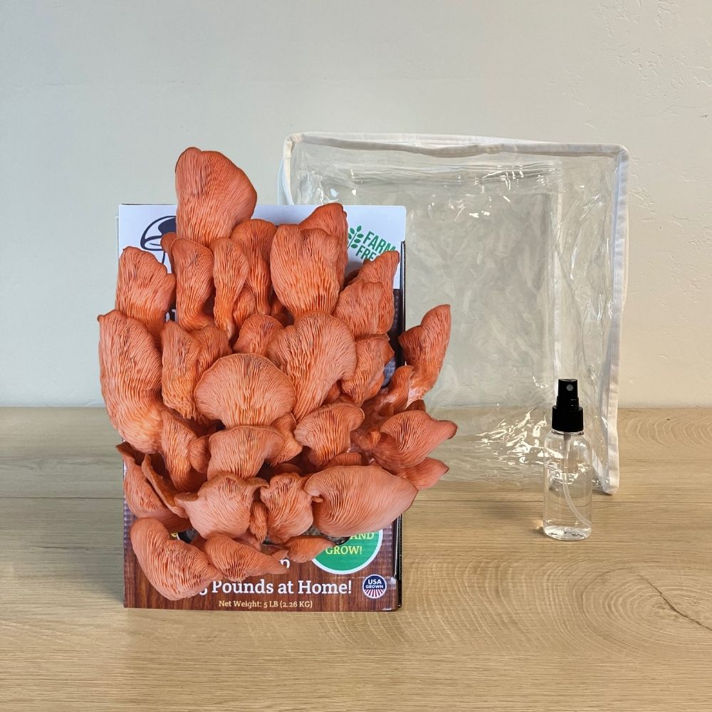 Pink Oyster Mushroom Growing Kit - 5 LBS Spray and Grow