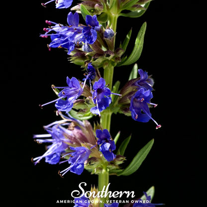 Blue Hyssop – 200 Seeds