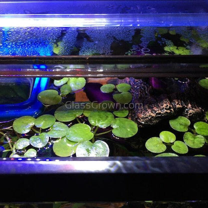 Frogbit 4oz Cup Portion