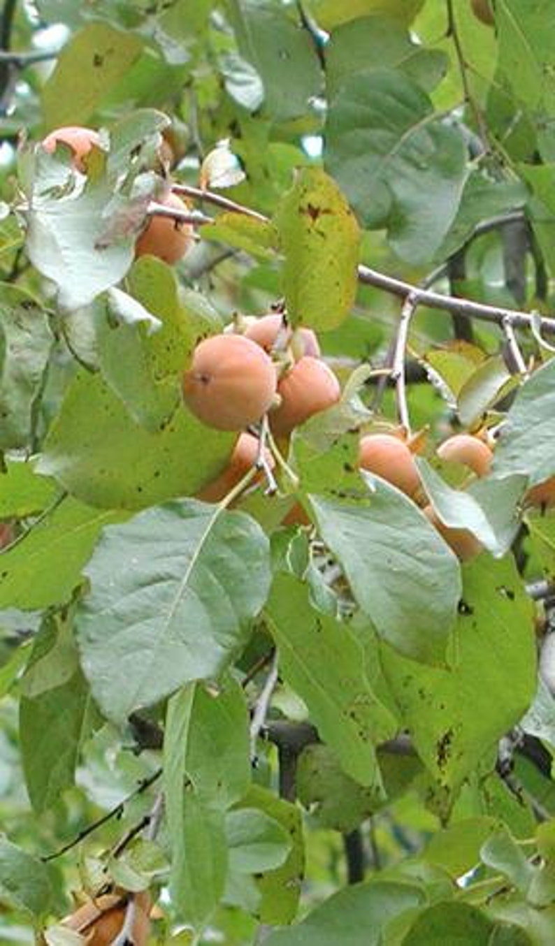 American Persimmon Tree Bare-Root Sapling 1-2 ft Diospyros virginiana, Edible Fruit, Hardy Zone 3-9
