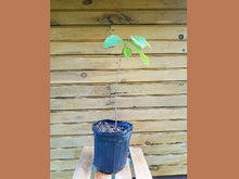 10 Pawpaw Trees - 18" - 24" - Asimina triloba - Live Seedlings for Fruit Production and Wildlife Habitat