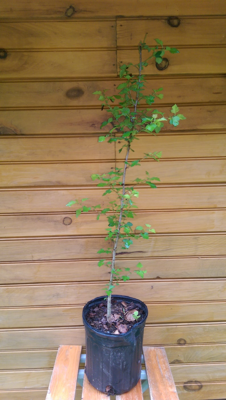 Washington Hawthorn Live Trees - 12-18 Inches, Crataegus phaenopyrum, Ornamental & Wildlife Habitat, Set of 2
