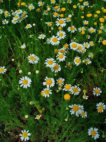 Roman Chamomile Groundcover Plug Flat of 50 Plants - Perennial Herb, White Flowers, Scientific Name: Chamaemelum nobile