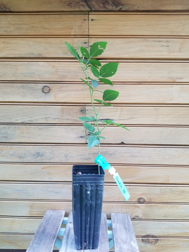 Ouachita Thornless Blackberry Plants - 2 Live 6" - 12" Rubus allegheniensis - Sweet, Self-Pollinating, Summer-Bearing Berries