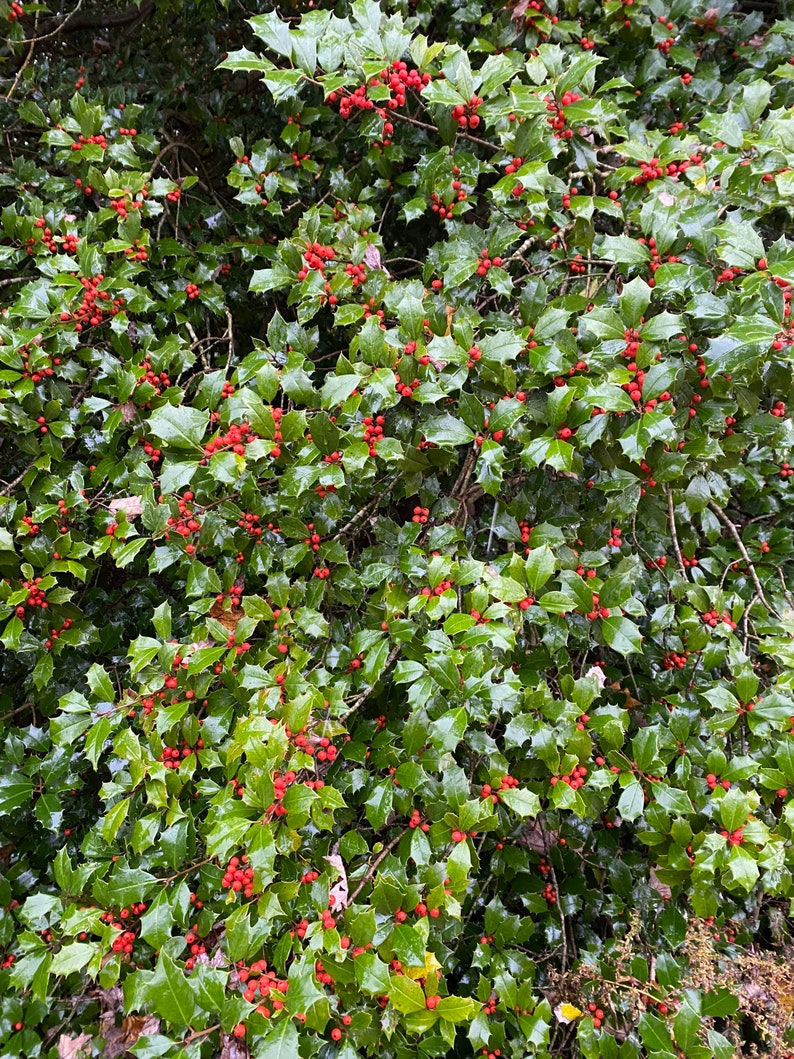 American Holly ‘Dan Fenton’ Live Plant – 12-Inch Evergreen Tree in 1 Gallon Pot, Ilex opaca for Garden Landscape