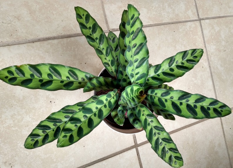 Calathea Lancifolia Small Rooted Plant – Easy Care Indoor Houseplant, Rattlesnake Calathea, Low Maintenance Tropical Plant