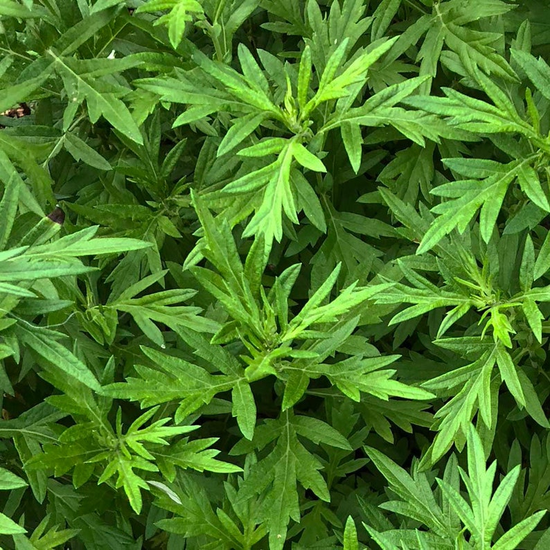 Organic Mugwort Plant in 2.5-Inch Pot - Artemisia vulgaris Hardy Perennial Herb for Gardens and Herbal Remedies