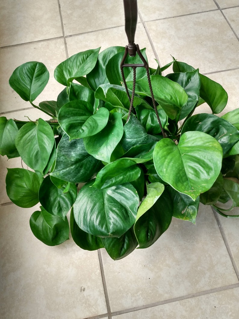 Jessenia Pothos Cutting Set - Rooted Epipremnum aureum Low Maintenance Houseplant with Free Mystery Cutting