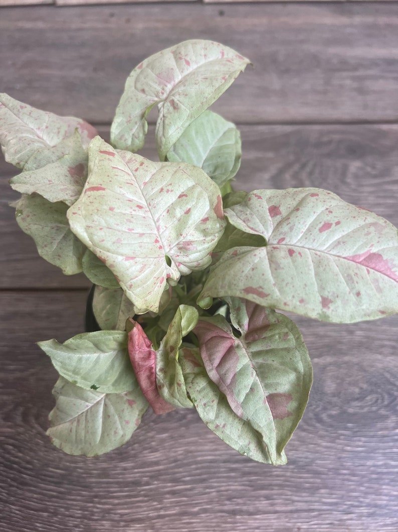 Syngonium Milk Confetti Plant in 4" Pot – Colorful Variegated Houseplant, Easy Care Syngonium podophyllum