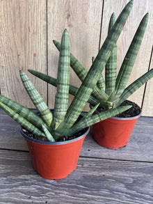 Sansevieria Starfish Plant in 4" Pot, Boncel - Easy Care Indoor Succulent, Air Purifying Houseplant, Snake Plant