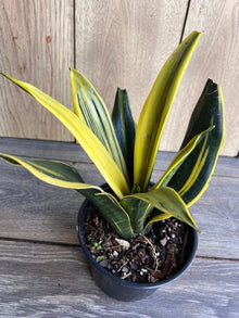Golden Flame Sansevieria 6" Pot | Snake Plant | Sansevieria trifasciata | Low Maintenance Indoor Plant | Air Purifying Houseplant