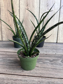 Sansevieria Fernwood Mikado 4" Pot | Live Air Purifying Plant | Snake Plant | Low Light & Drought Tolerant Houseplant