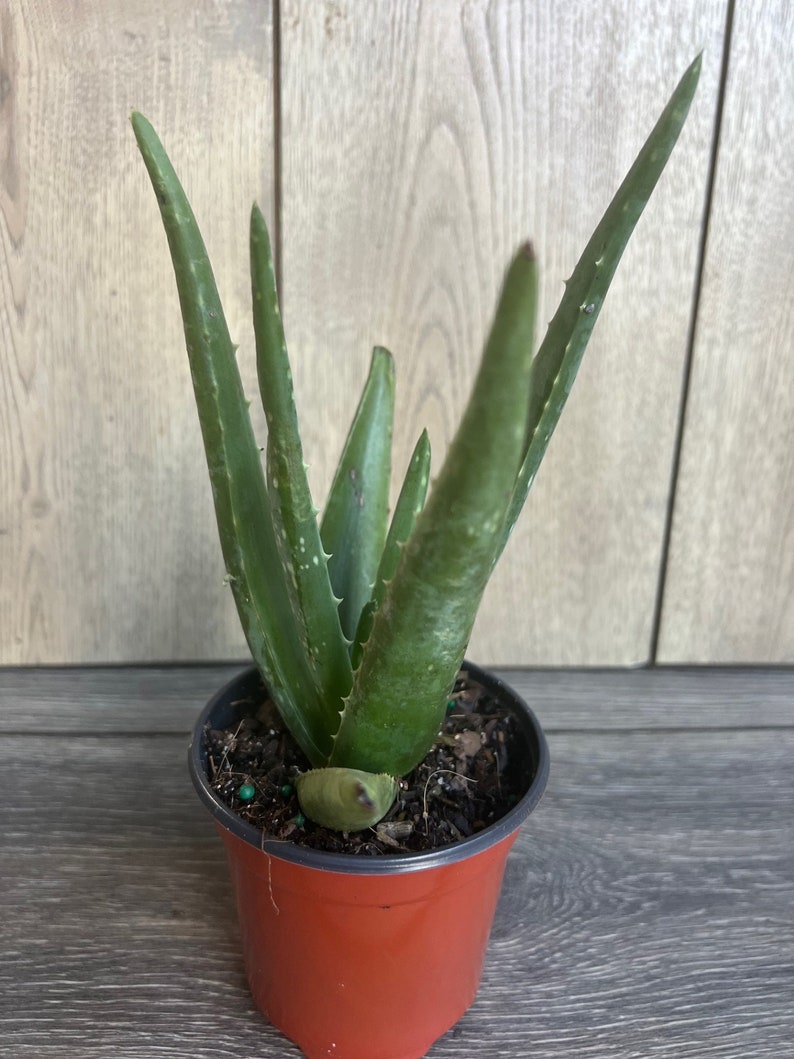 Aloe Vera Plant in 4" Pot – Indoor Succulent, Healing Houseplant, Aloe barbadensis miller, Low Maintenance Decor