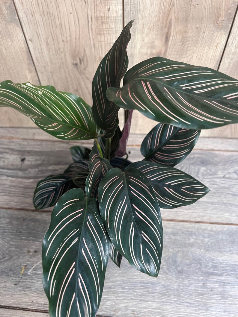 Calathea Ornata Prayer Plant 6" Pot, Green with Pink Stripes, Indoor Houseplant, Low-Light, Pet Safe, Tropical Foliage