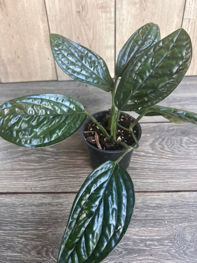 Monstera Peru House Plant in 4" Pot | Rare Monstera Karstenianum with Textured Leaves for Indoor Garden