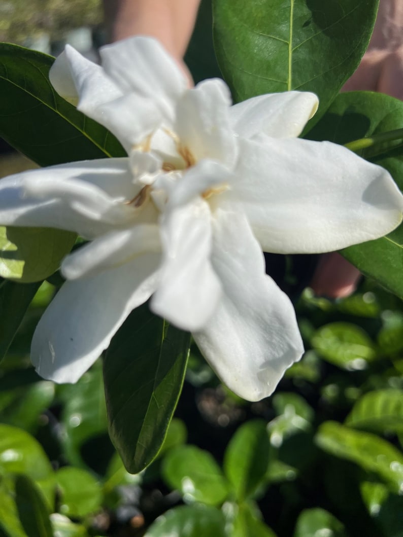 Gardenia Plant in 4" Pot | Frost Proof Evergreen with Fragrant White Flowers | Gardenia jasminoides