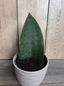 Sansevieria Whale Fin Snake Plant in 6" Pot - Sansevieria masoniana - Easy Care Indoor Plant for Home Decor