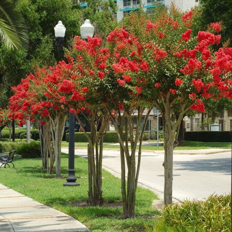 Red Crape Myrtle Plant in 4" Container, Lagerstroemia indica 'rubra', Red Flowering Shrub, Fast Growing, Zones 6-9