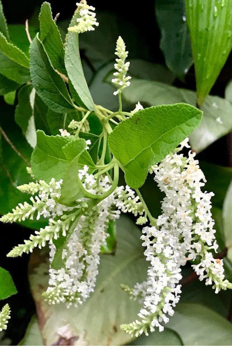 Sweet Almond Bush 6" Pot Aloysia virgata Fragrant Lemon-Scented Shrub Pollinator Friendly Aromatic Garden Plant