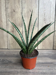 Sansevieria Javancia Plant in 6" Pot - Hardy Snake Plant for Easy Care & Air Purification, Indoor Houseplant