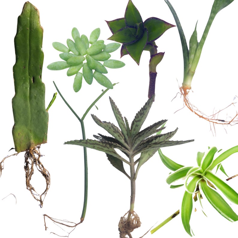 Indoor Plant Cuttings Pack – Succulents & Houseplants – Epiphyllum, Sedum, Euphorbia, Kalanchoe, Sansevieria