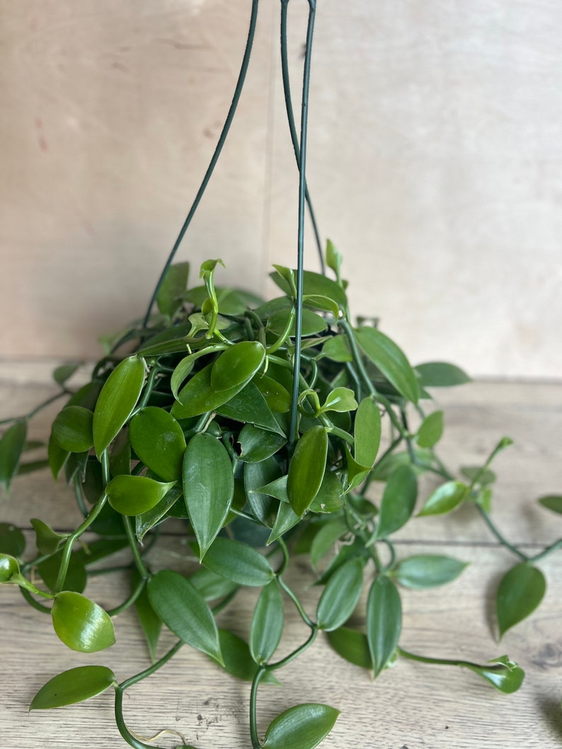 Vanilla Planifolia Orchid Plant in 8" Pot | Edible Vanilla Bean | Indoor Vining Houseplant