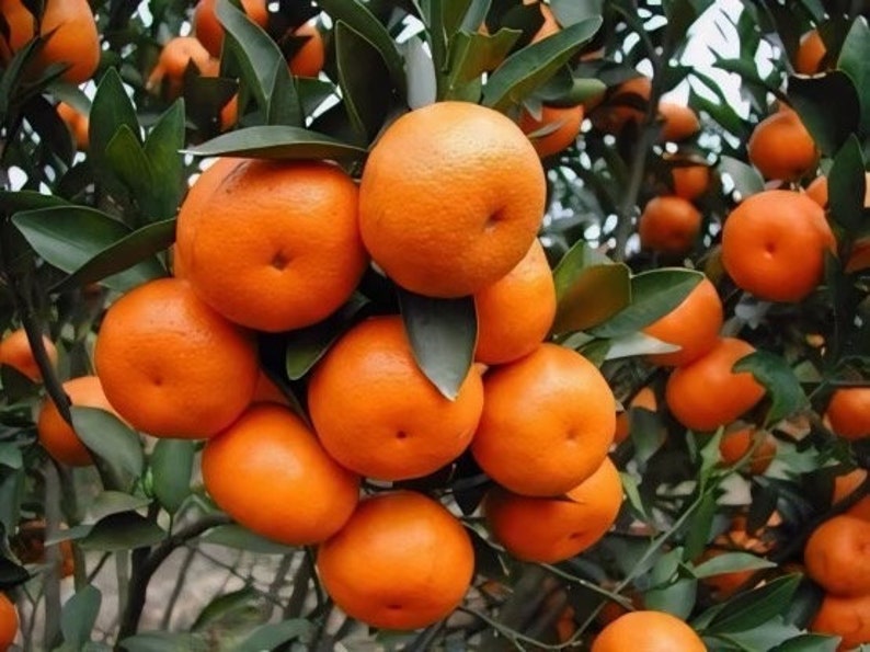 Ponkan Mandarin Tree 1/2 Gal Pot Citrus reticulata Juicy Sweet Tangerine with Fragrant Blossoms for Home Garden