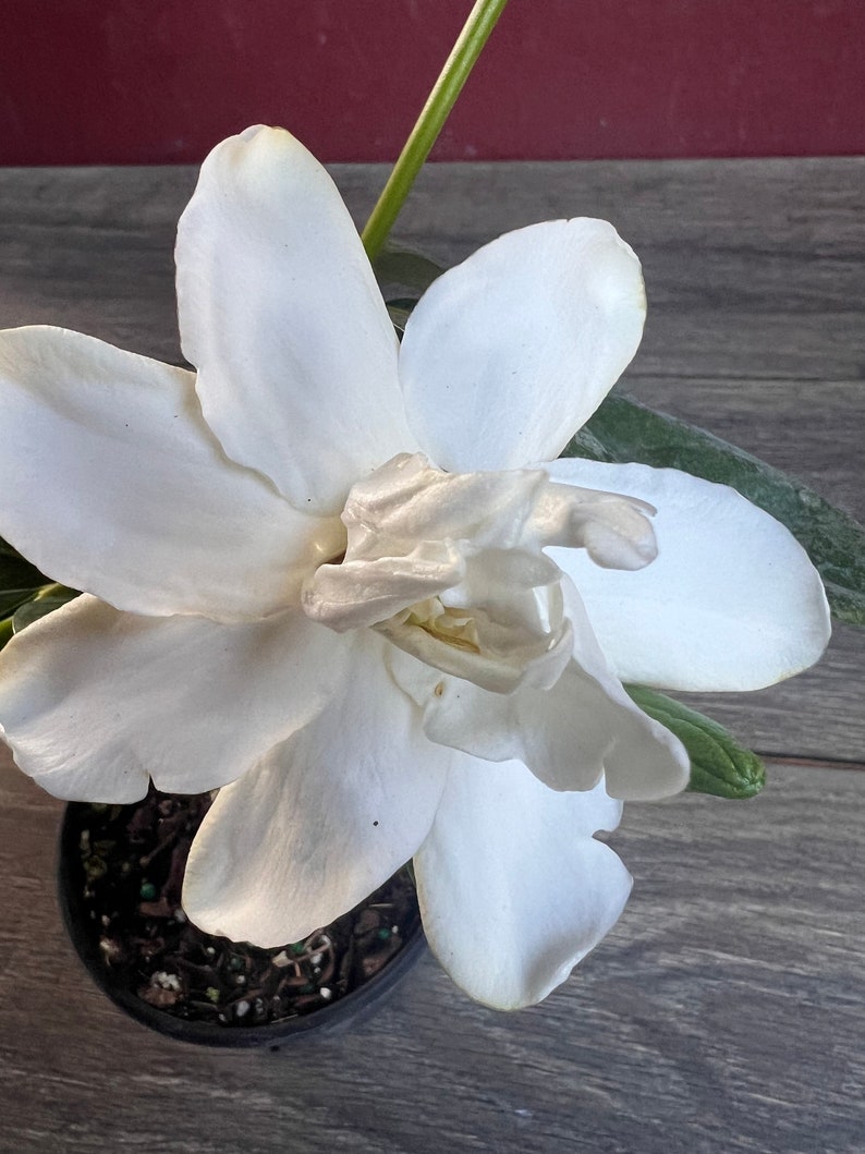 Gardenia Plant 4" Pot Frost Proof Fragrant Evergreen Gardenia jasminoides