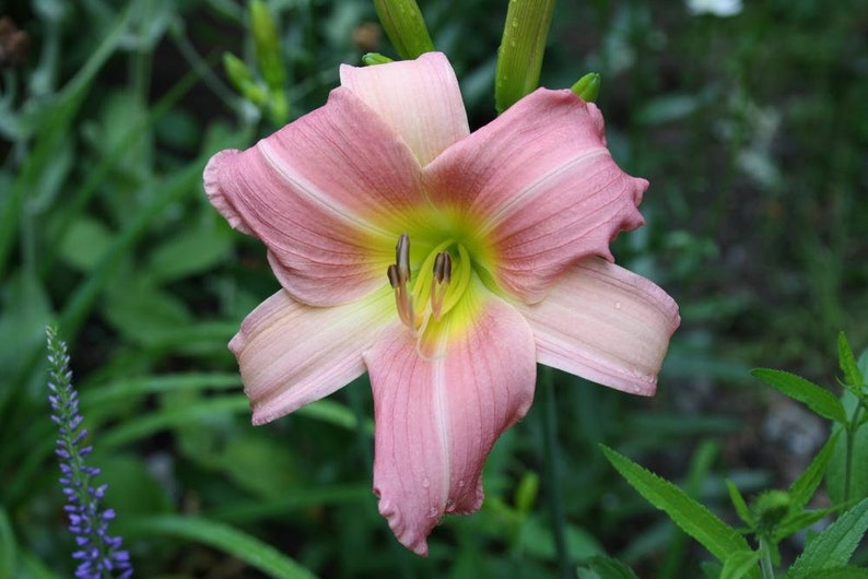 Daylily Bama Music Bare Root Plants – Red Yellow Bi-Color Perennial Flowers for Summer Garden, Hemerocallis