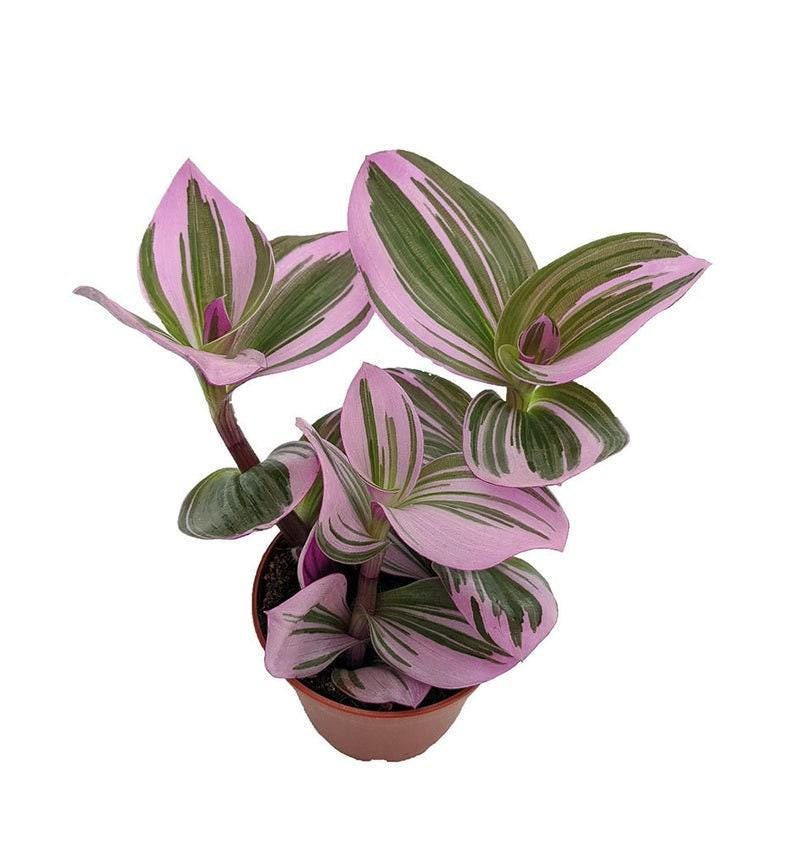 Rare Nanouk Pink Wandering Jew Plant - 6" Pot - Tradescantia - Unique Colorful Foliage - Indoor Houseplant
