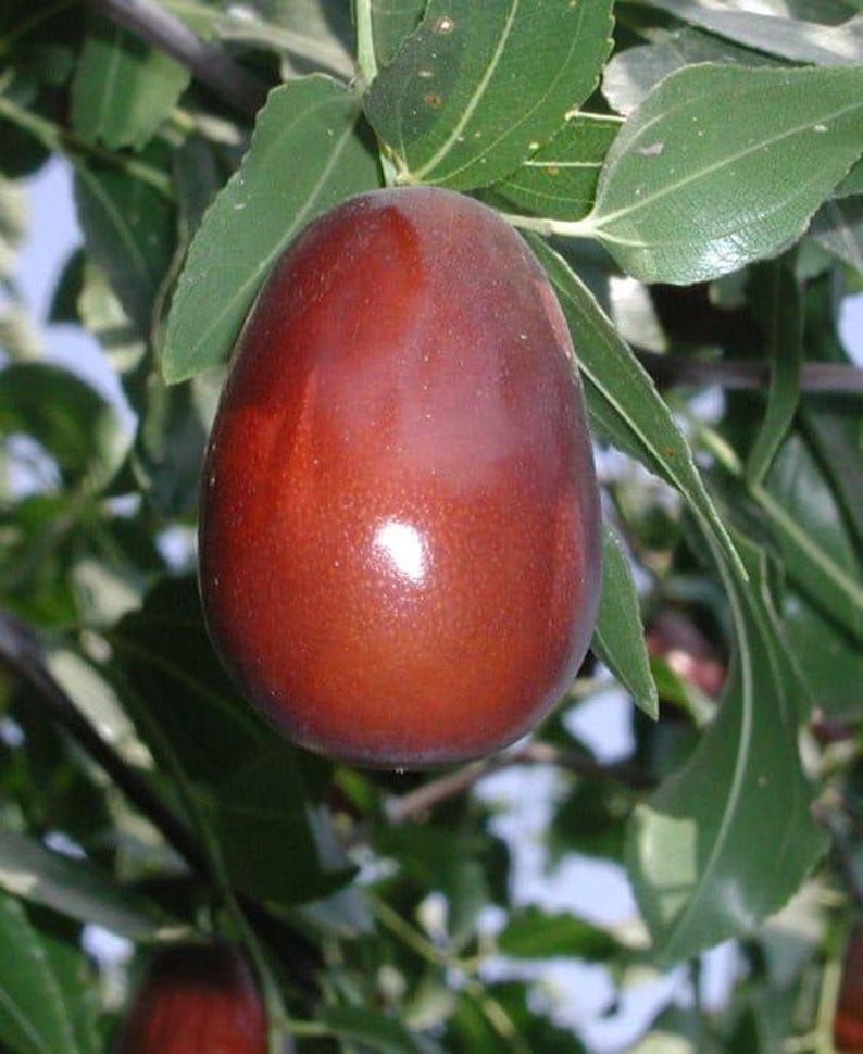 Lang Jujube Grafted Tree - 3 Gal Pot - 3 to 4 Feet Tall - Bigger Trunk - Ziziphus jujuba - Sweet Pear-Shaped Fruit
