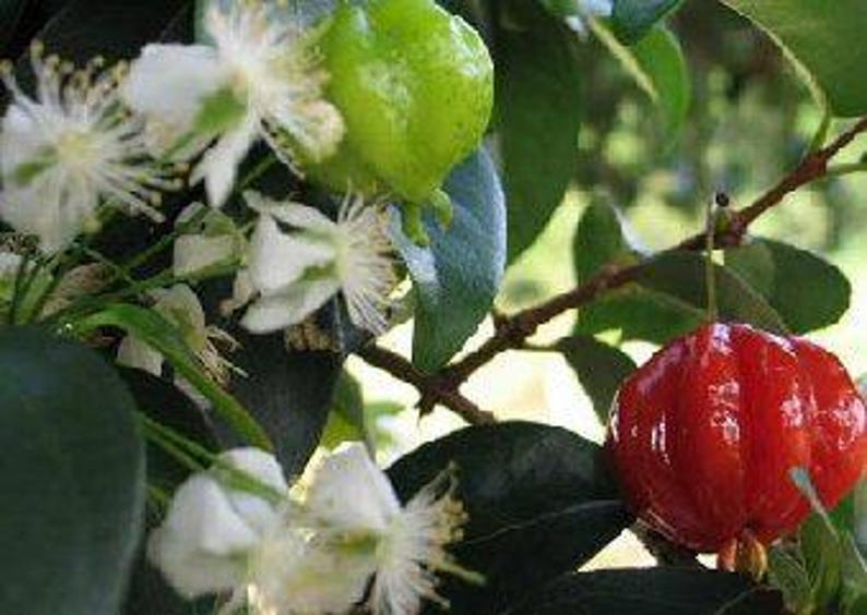 Surinam Cherry Plant - 3 Gal Pot - Sweet Fruits - Eugenia uniflora - Fast Growing Bushy Tree for Garden and Hedge