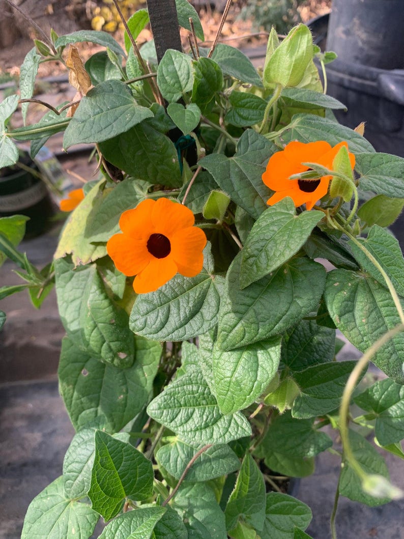 Orange Thunbergia Alata Vine in 1 Gallon Pot - 2 Feet Tall Black-eyed Susan Vine (Thunbergia alata)