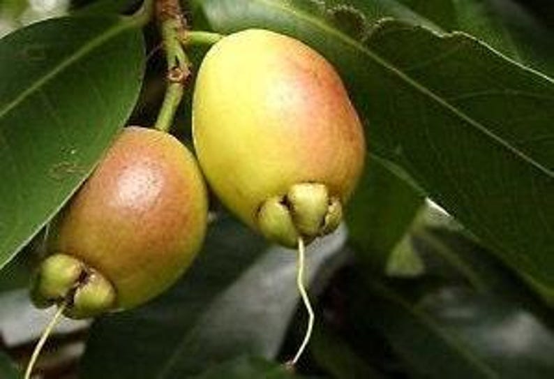 Rose Apple Live Plant - 2 to 3 Feet Tall - Syzygium Jambos - Ornate Flowers & Crisp Yellow Fruit - 3 Gallon Pot