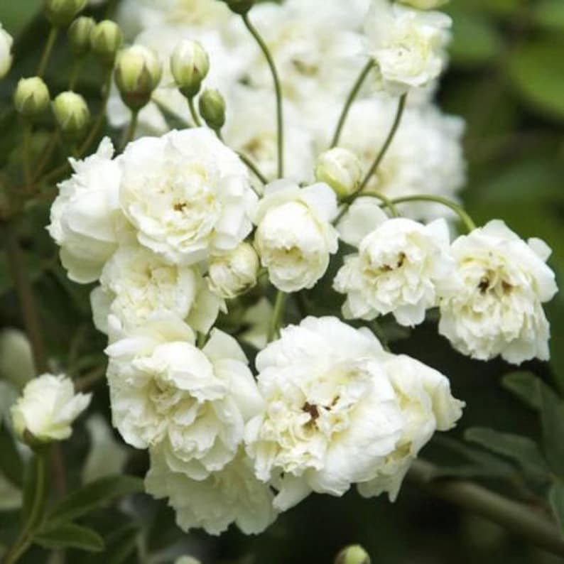 White Lady Banks Climbing Rose - 3 Gallon Pot - Rosa banksiae - Spring to Summer Blooms, Full Sun to Part Shade