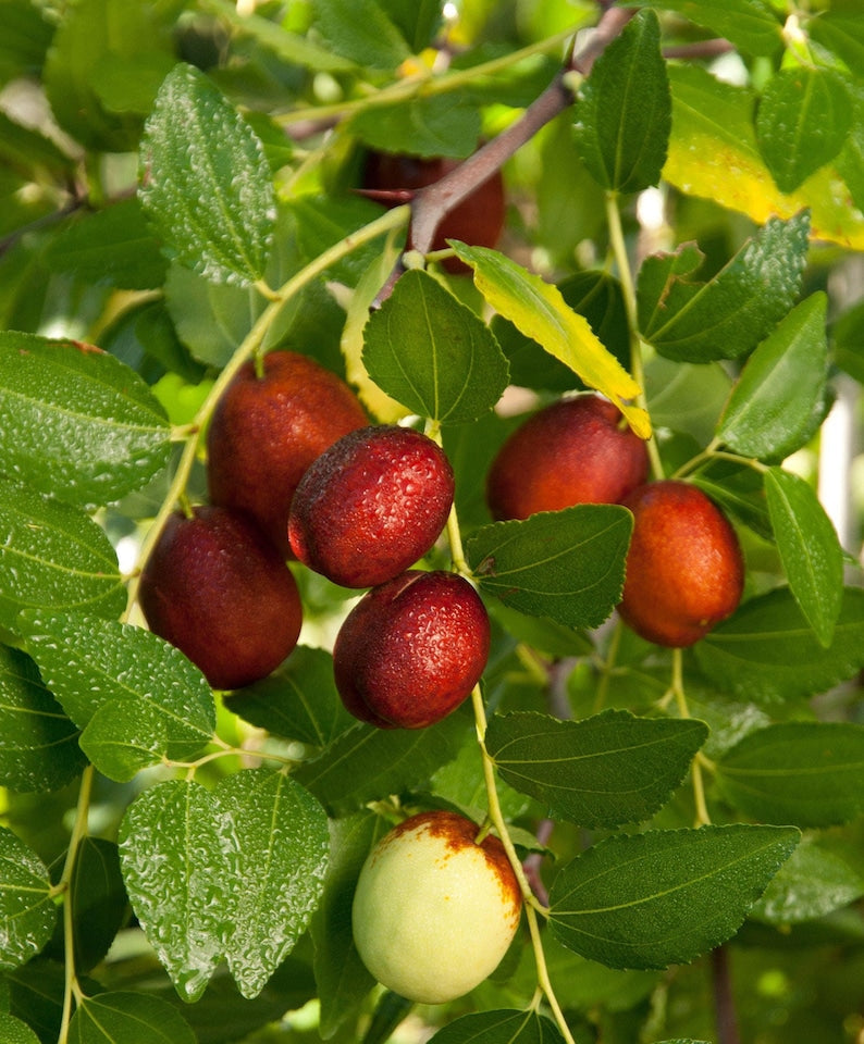 Shanxi Li Jujube Tree - Grafted - 3 to 4 Feet Tall - 3 Gallon Pot - Sweet Apple Flavor - Self-Fruitful - USDA Zones 5-9