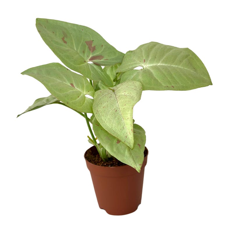 Syngonium Milk Confetti Live Plant Pink Variegated Arrowhead Vine 2 Inch Starter